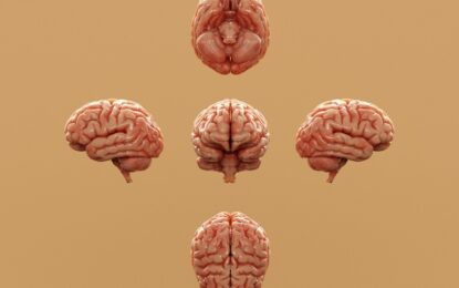 ¿Nueva herramienta para ensayar fármacos dirigidos al cerebro?