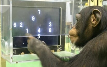 Murió Ai, la chimpancé genio que dominaba caracteres chinos y el alfabeto inglés