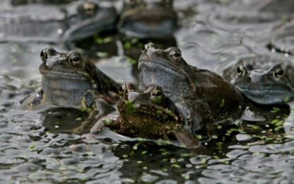 Se desató una batalla legal entre vecinos por el croar de unas ranas en un estanque