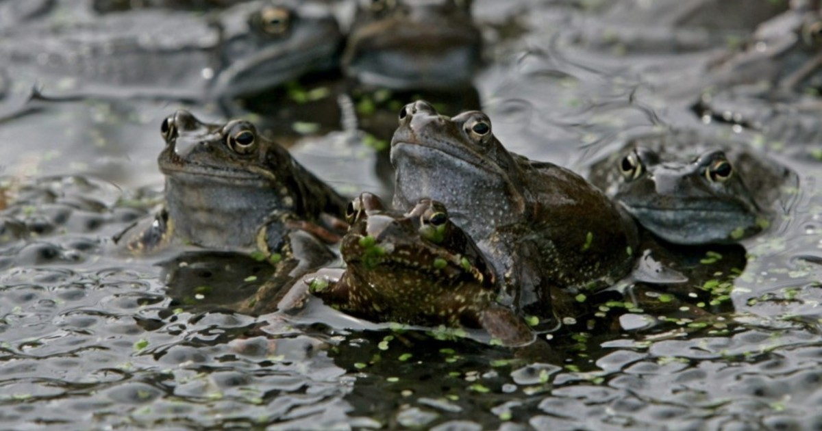 se-desato-una-batalla-legal-entre-vecinos-por-el-croar-de-unas-ranas-en-un-estanque
