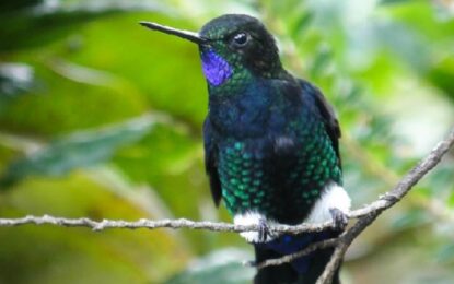En un rincón de la cordillera de los Andes está el último refugio de los colibríes