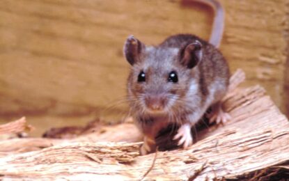 Murió otra persona por hantavirus y ya son cinco las víctimas en la Provincia