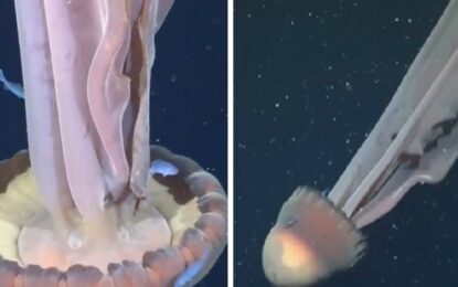 Tras descubrir una medusa del tamaño de un micro escolar, científicos del Conicet piden «seguir investigando el océano profundo»