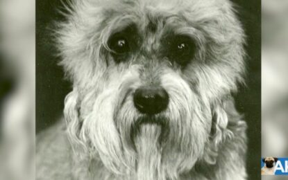 Un hallazgo televisado: la aparición de una raza con menos de 300 cachorros en todo el mundo enamoró a EE.UU.