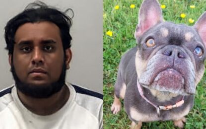De refugio de animales a casa del horror: hallaron decenas de perros muerto y varios en condiciones deplorables