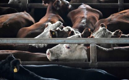 Se viene otra suba en el precio de la carne, que ya había crecido 5% durante enero
