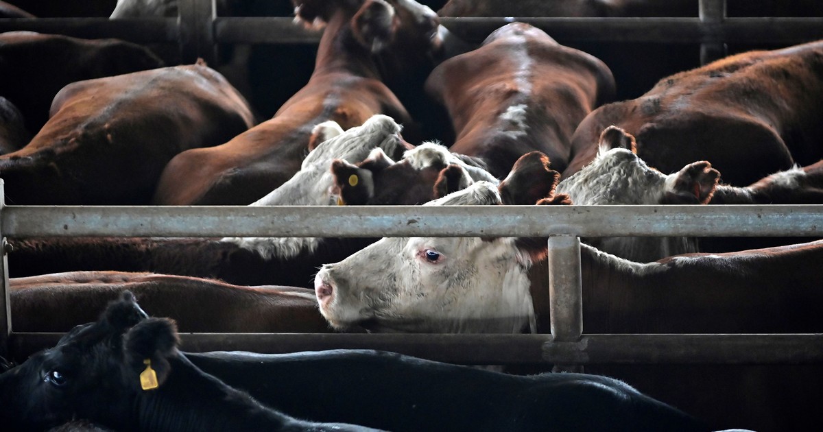 se-viene-otra-suba-en-el-precio-de-la-carne,-que-ya-habia-crecido-5%-durante-enero