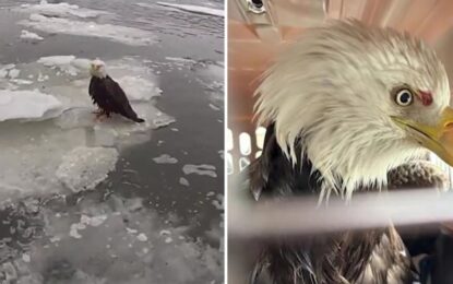 El conmovedor rescate de un águila calva herida y atrapada en el hielo