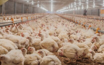 Confirman caso de influenza aviar en una granja comercial y Argentina volvió a cerrar sus exportaciones