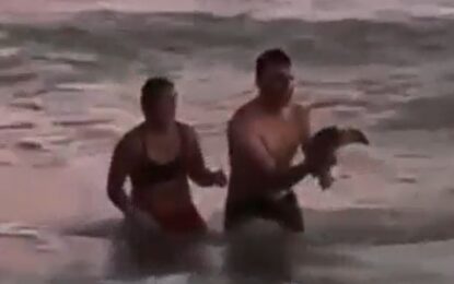 Monte Hermoso: indignación por una pareja que sacó a un pingüino del mar para tomarse fotos