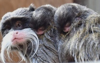 Nacieron dos tamarinos emperador gemelos, la especie más rara de monos