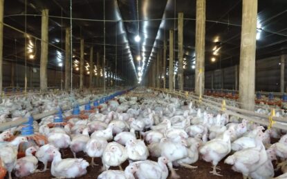 Sigue avanzando la influenza aviar en el país: detectan un nuevo caso en un establecimiento avícola de Buenos Aires