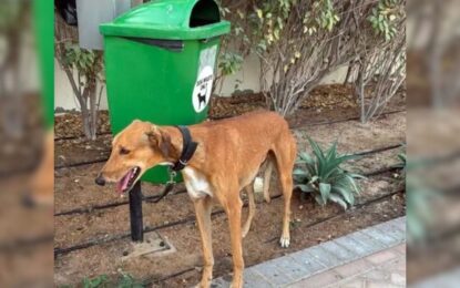 En Dubai, muchos dueños de mascotas tomaron una polémica decisión frente a la amenaza de la guerra: «Es incomprensible»