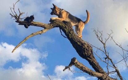 Un perro persiguió a un gato y ambos debieron ser rescatados por los bomberos
