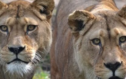 Sacrificaron a dos leonas de una especie extinta en estado salvaje: la explicación del zoológico tras la polémica que surgió en las redes