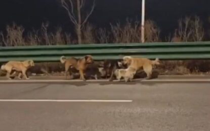 La increíble fuga de siete perros de una banda de comerciantes de carne canina