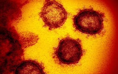 Obtienen la primera bacteria «zombi» que vive con el ADN de otra especie