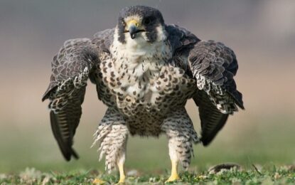 Halcón peregrino en India sorprende por su parecido con Hulk