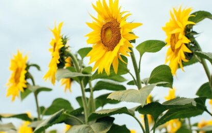 El girasol consolida su camino hacia una cosecha récord: estiman una producción de hasta 7,3 millones de toneladas