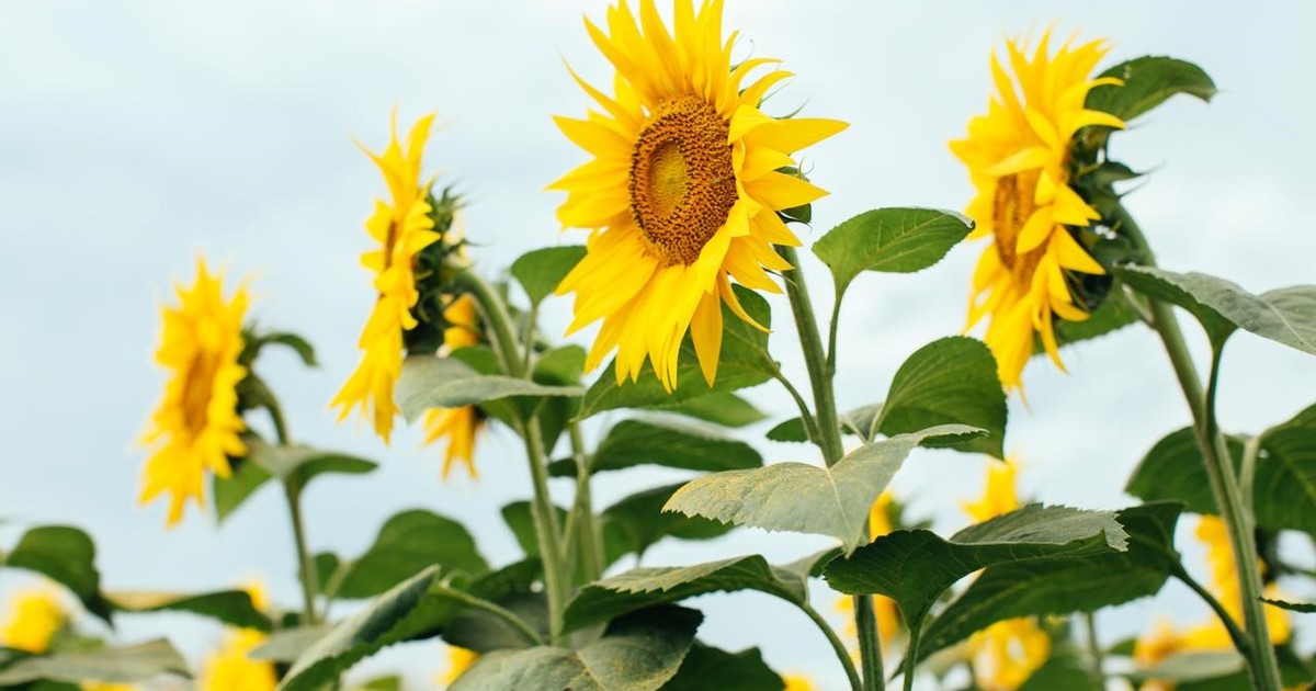 el-girasol-consolida-su-camino-hacia-una-cosecha-record:-estiman-una-produccion-de-hasta-7,3-millones-de-toneladas