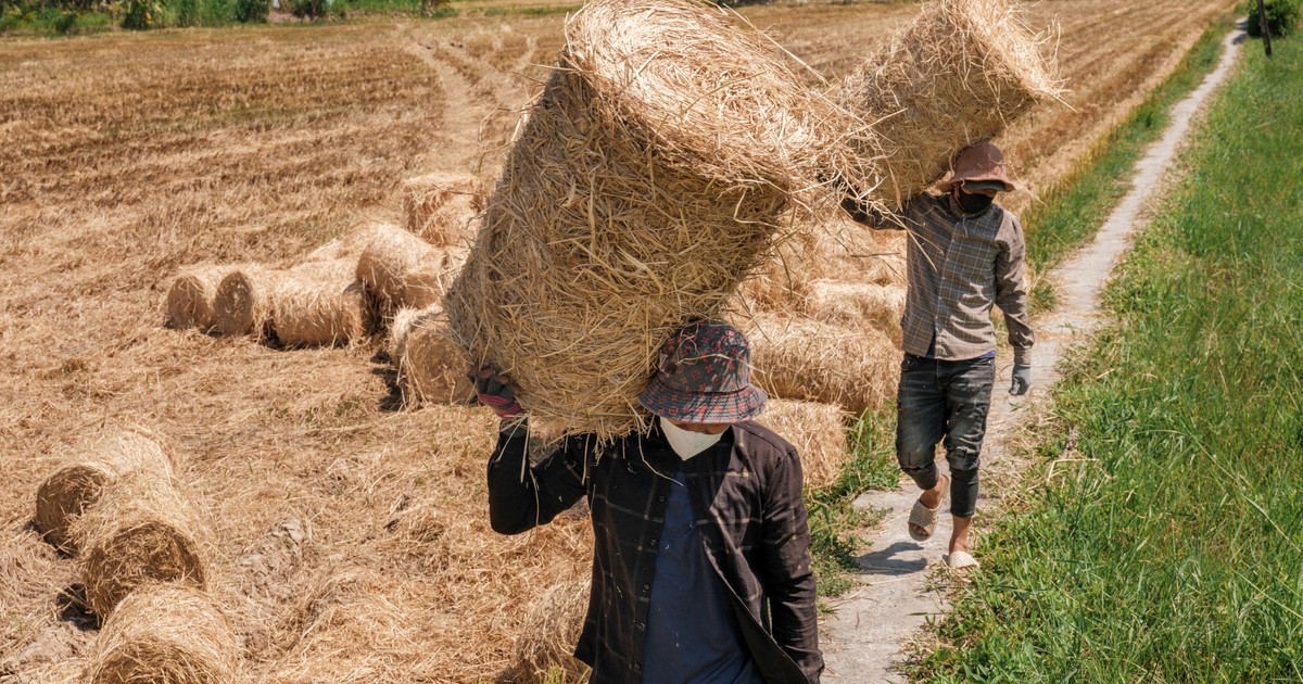 como-la-guerra-en-oriente-medio-paralizo-a-un-gigante-alimentario-asiatico