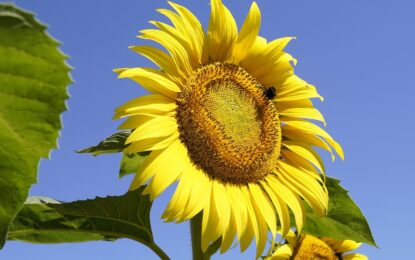 «No podemos pedir más»: el girasol argentino vive un boom con precios firmes para el productor, demanda mundial en alza y récords en la cadena