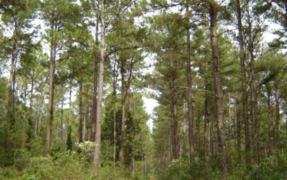 Invertirán US$ 2.000 millones en una planta de celulosa en Corrientes, que generaría 13.000 empleos