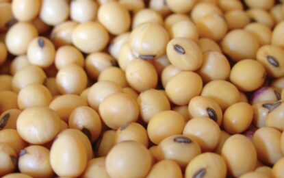 El precio de la soja cayó 10% en solo dos semanas en el mercado local y se ubicó en mínimos desde de julio del año pasado