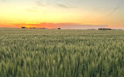 Proyectan que caerá un 3% la superficie de trigo por el fuerte aumento de los insumos