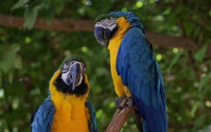 Después de 200 años regresaron a Río de Janeiro los papagayos azules y amarillos