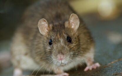 Alerta por las “superratas”: detectan mutaciones que las vuelven más resistentes y buscan cómo combatirlas
