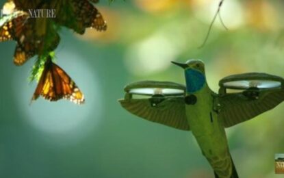 Usando un dron disfrazado de colibrí graban a millones de mariposas monarca