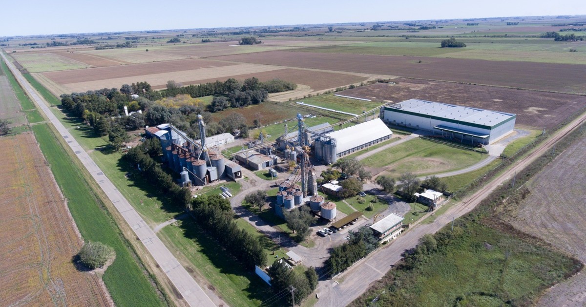 del-campo-argentino-al-mundo:-una-de-las-principales-cooperativas-agricolas-del-pais-consolida-su-liderazgo-global-en-el-mercado-de-legumbres
