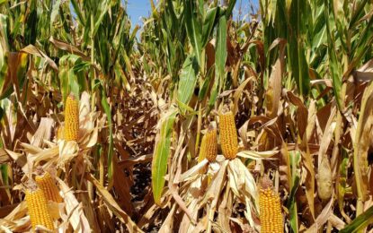 Por qué Argentina cosecha sólo la mitad del maíz y la soja que podría cosechar