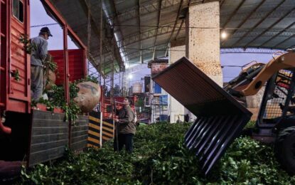 En marzo las exportaciones de yerba mate dieron otro salto pese al conflicto en Medio Oriente