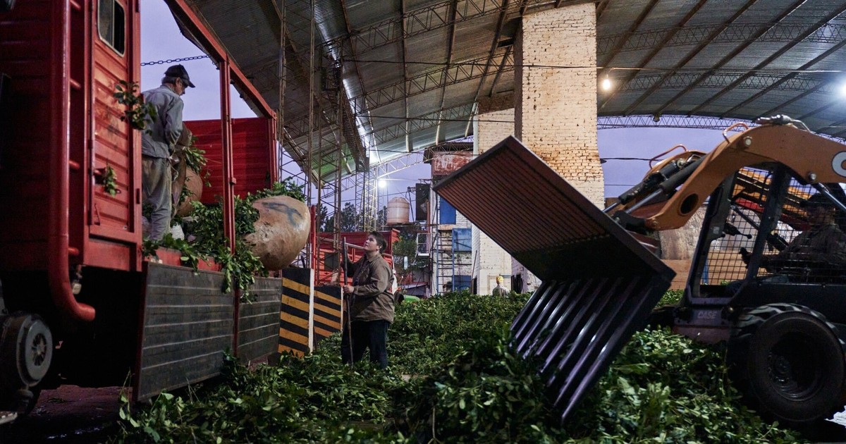 en-marzo-las-exportaciones-de-yerba-mate-dieron-otro-salto-pese-al-conflicto-en-medio-oriente