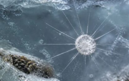 Un misterioso depredador fue resucitado por científicos tras estar 40.000 años bajo tierra congelada