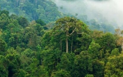 Los expertos no lo pueden creer: Brasil quiere plantar 25 millones de árboles para reforestar el Amazonas