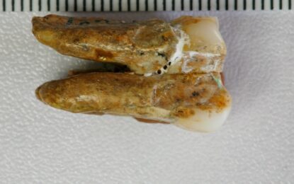 Nuevos estudios de dientes de 400.000 años de antigüedad ayudan a comprender cómo era el sexo de los primeros humanos