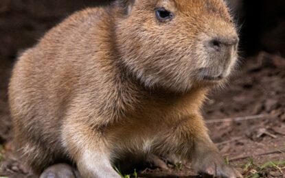 Furor por un «Babybara» al que todos quieren ponerle nombre: nace el primer capibara en 18 años en un zoológico de Escocia