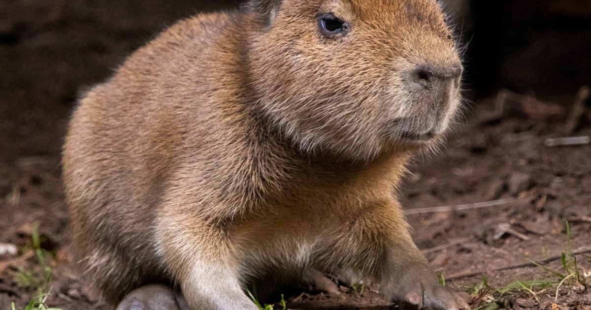 furor-por-un-«babybara»-al-que-todos-quieren-ponerle-nombre:-nace-el-primer-capibara-en-18-anos-en-un-zoologico-de-escocia