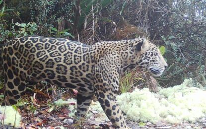 10 años después volvió a aparecer el “jaguar de las nubes” en Honduras
