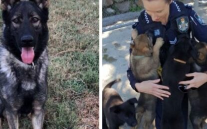 Ozzie, el perro que fue expulsado de la Policía por ser «demasiado blando»