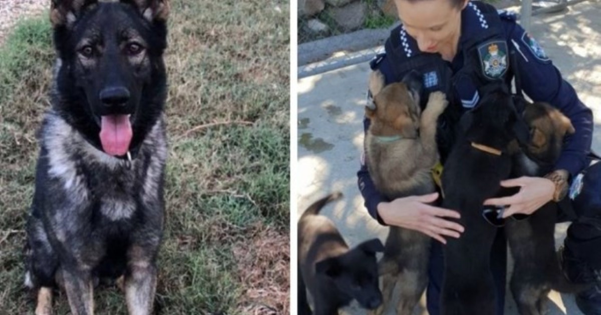 ozzie,-el-perro-que-fue-expulsado-de-la-policia-por-ser-«demasiado-blando»