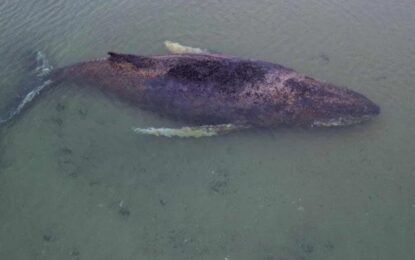 Encuentran muerta en Dinamarca a Timmy, la ballena que estuvo varada dos meses en Alemania