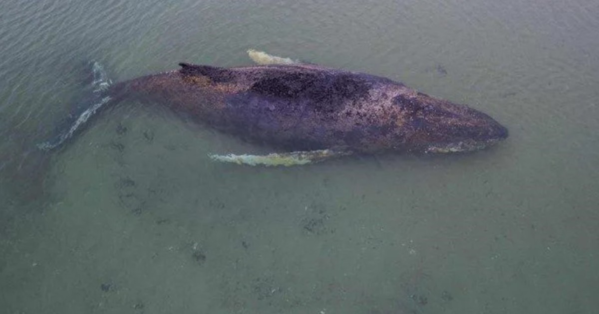 encuentran-muerta-en-dinamarca-a-timmy,-la-ballena-que-estuvo-varada-dos-meses-en-alemania