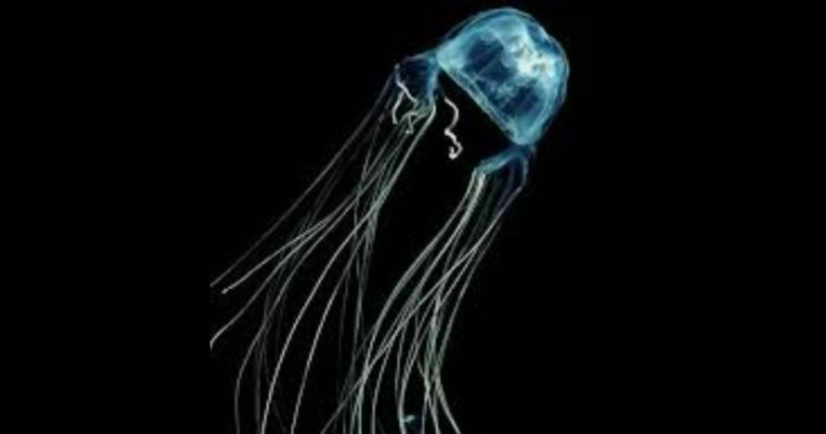 descubrieron-una-medusa-que-seria-una-de-las-criaturas-mas-mortiferas-del-planeta