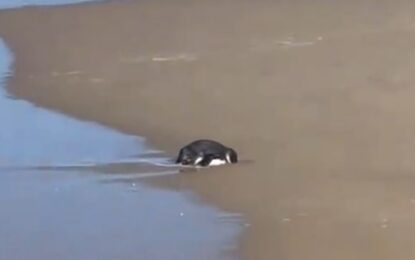 Fue a una playa y descubrió que un ave de una especie amenazada necesitaba ayuda: «Realmente parecía no estar bien»