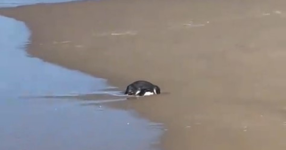 fue-a-una-playa-y-descubrio-que-un-ave-de-una-especie-amenazada-necesitaba-ayuda:-«realmente-parecia-no-estar-bien»