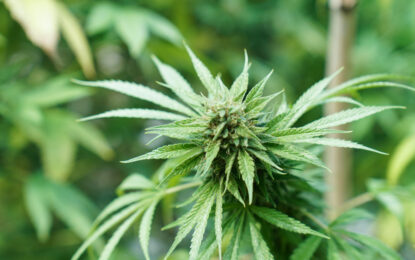 Una encuesta revela que la marihuana resulta menos “cool” para los estadounidenses que las matemáticas o la música country